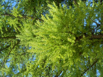 Nature in Smolensk - 34