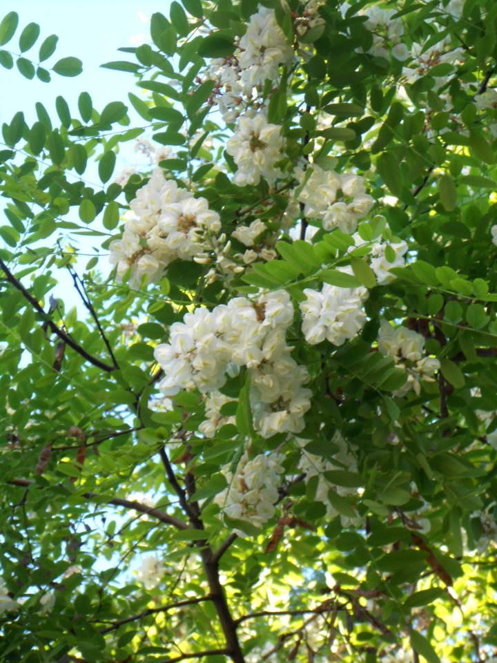 Nature in Smolensk - 74