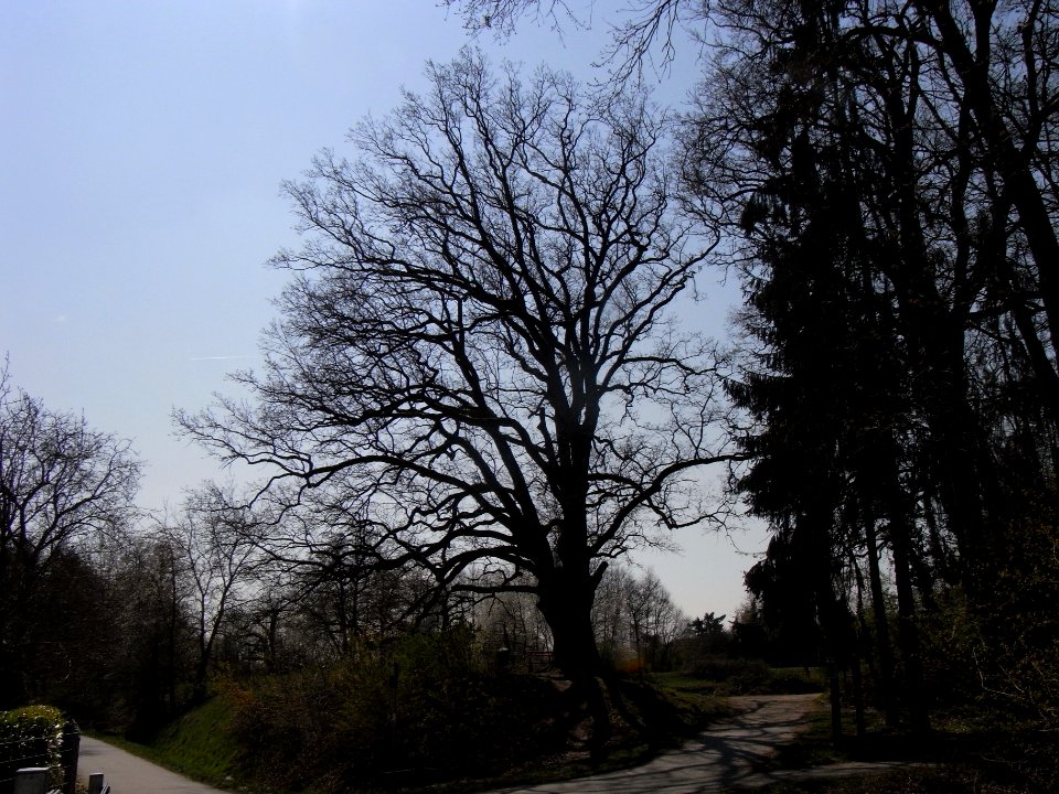 ND Eiche Waldteich R0012957