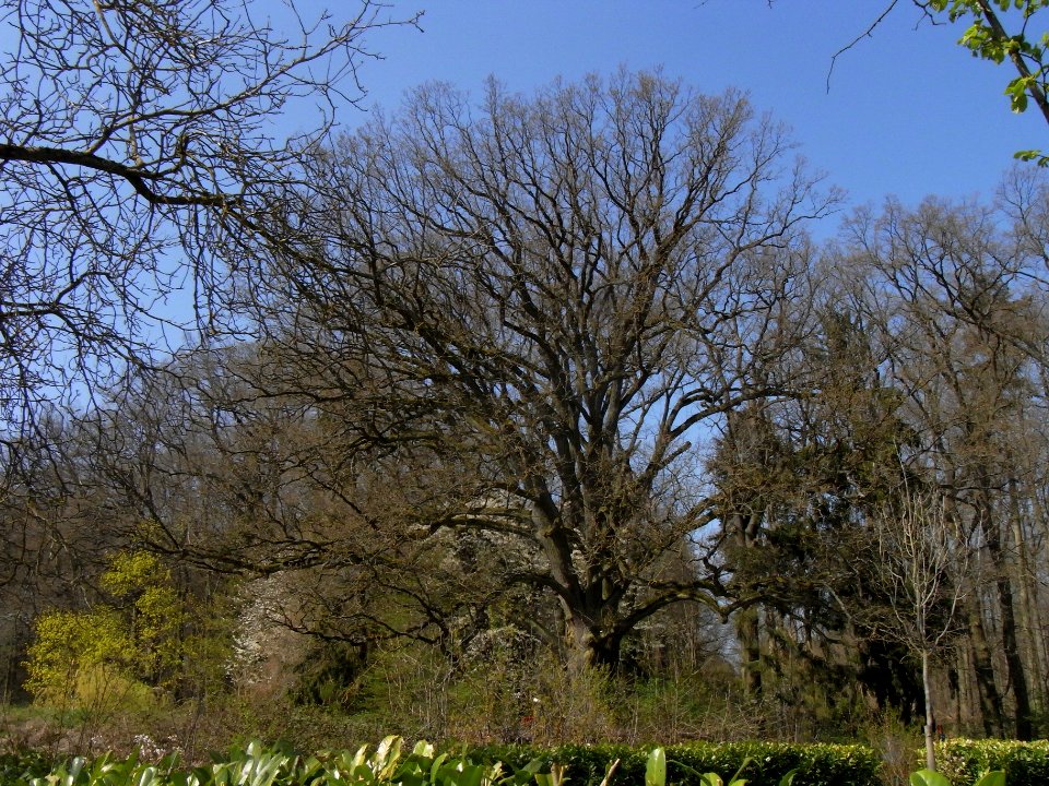 ND Eiche Waldteich R0012955