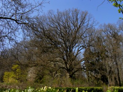 ND Eiche Waldteich R0012955