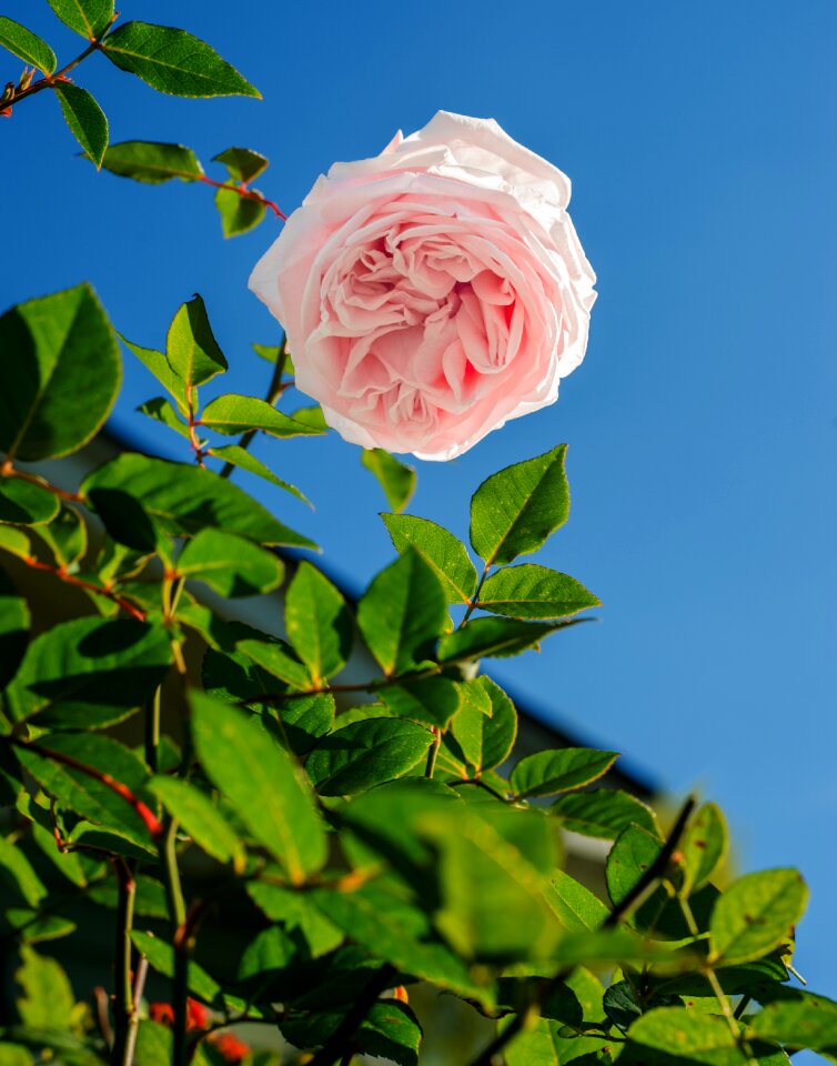 Botanical bloom plant