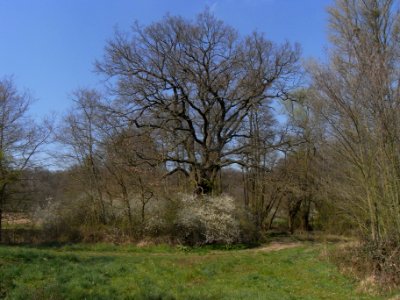 ND Eiche am Löwenhof R0012684