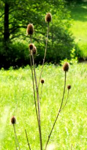 Nature Around Lupburg (157245535)