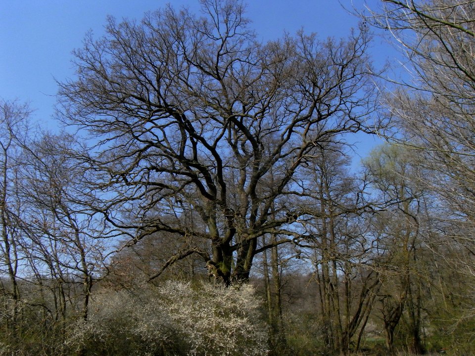ND Eiche am Löwenhof R0012683