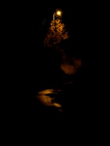 Natriumdampflampe mit Baum und nassem Weg photo