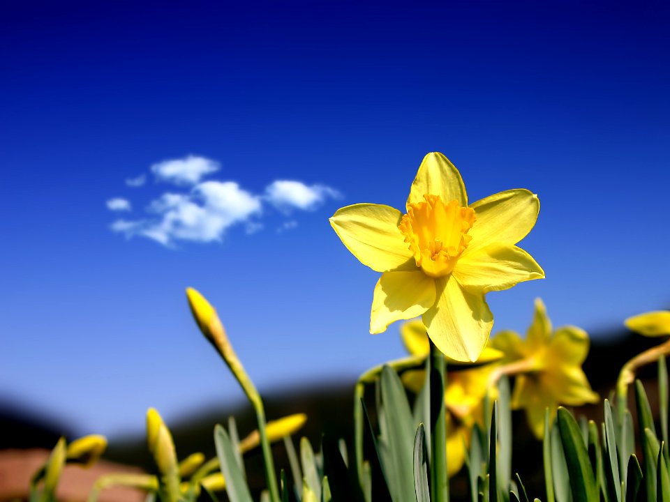 Nature Landscape (248036077)