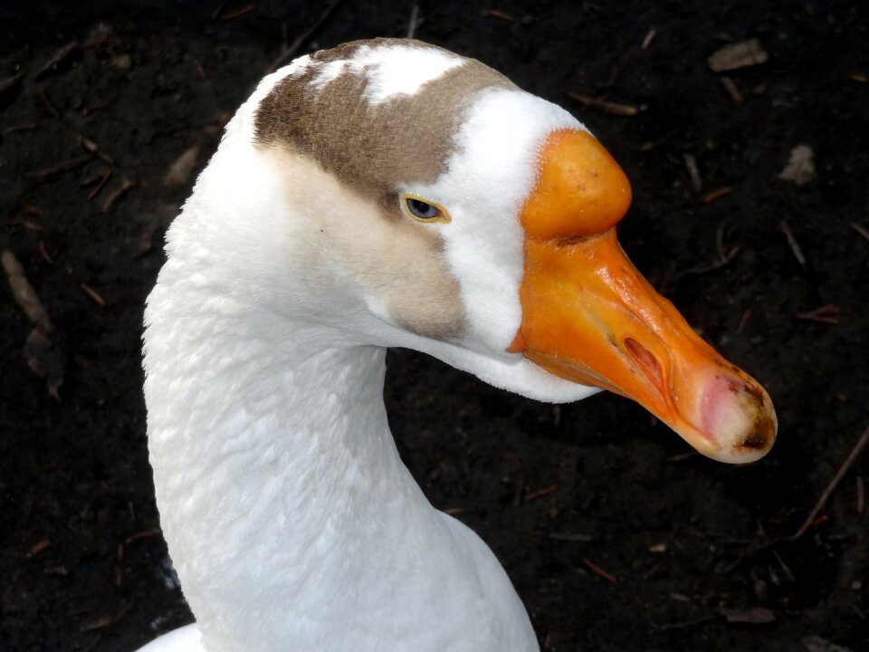 Poultry head animal world