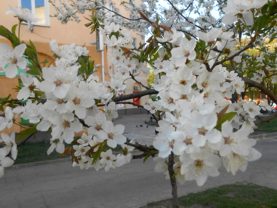 Nature in Smolensk - 26