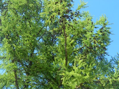 Nature in Smolensk - 33