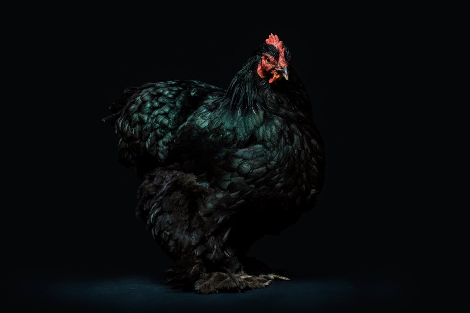Bird black background chicken