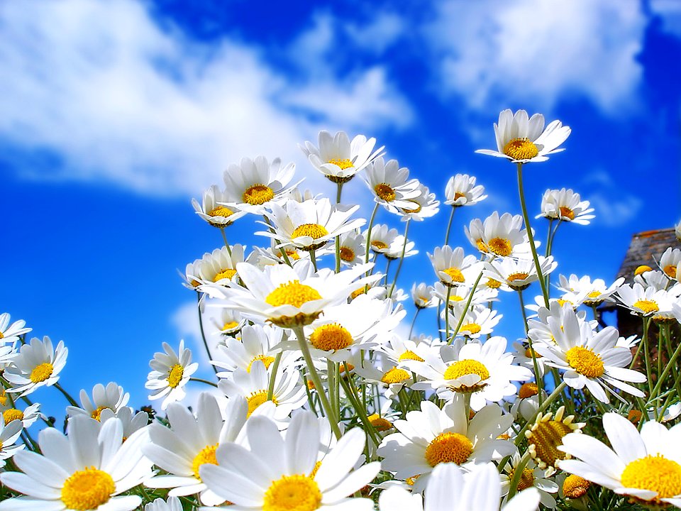 Nature Landscape (248036099)