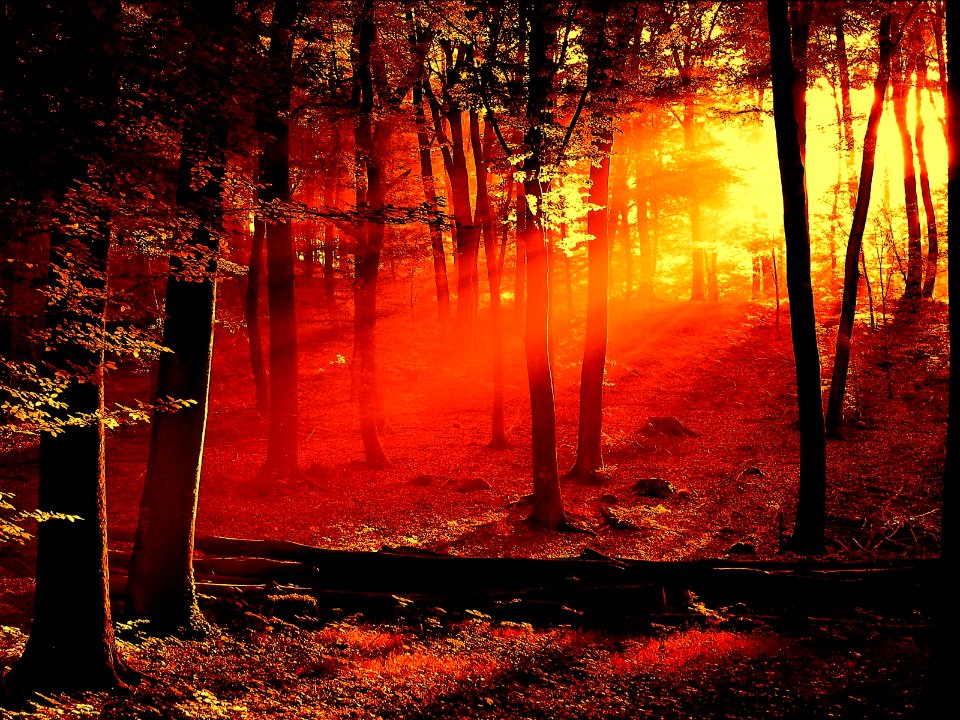 Nature Landscape (248036127)