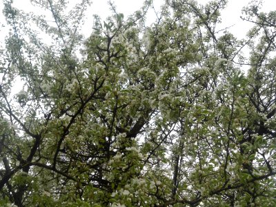 Nature in Smolensk - 44