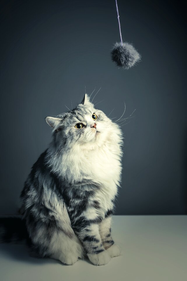 Black grey pets naughty