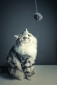 Black grey pets naughty