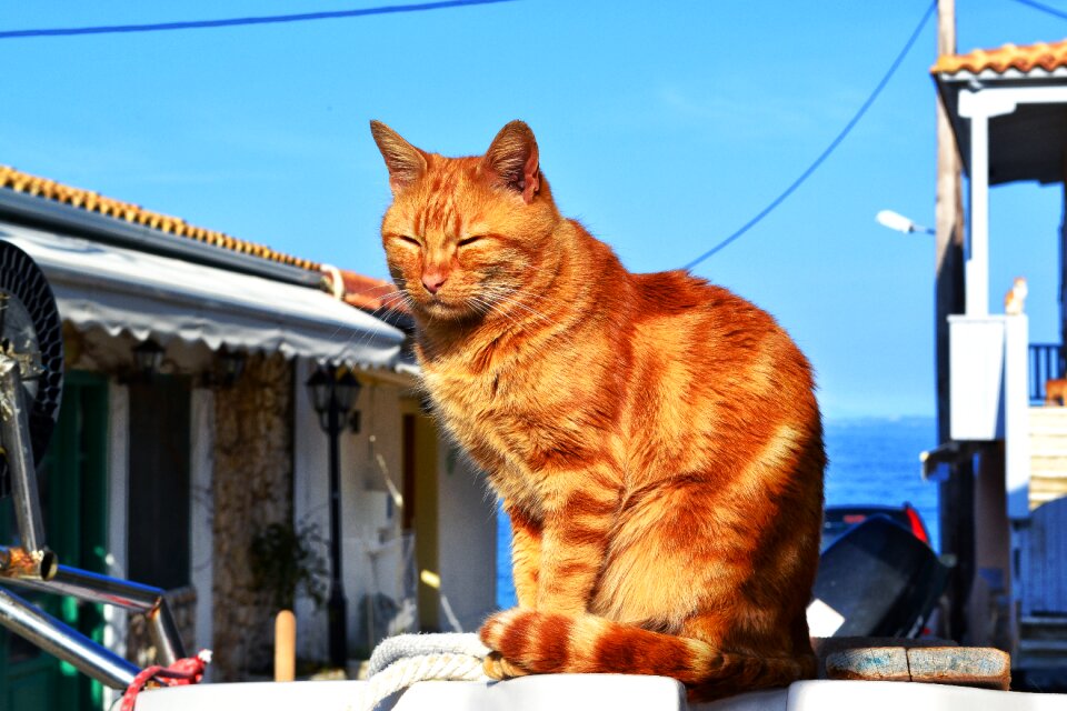 Cat in the sun boat greece