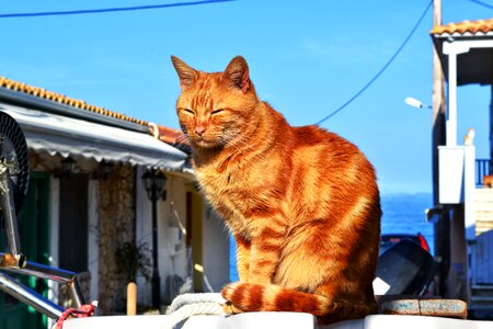 Cat in the sun boat greece