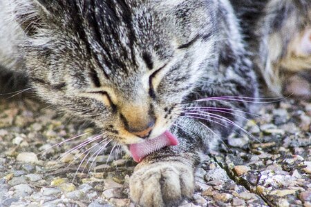 Cat home feline pet photo