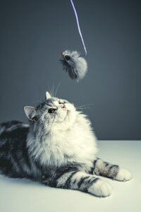 Black grey pets naughty