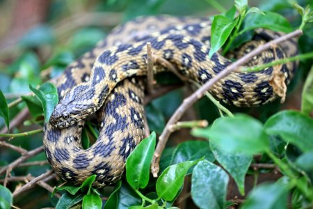 Natrix maura1