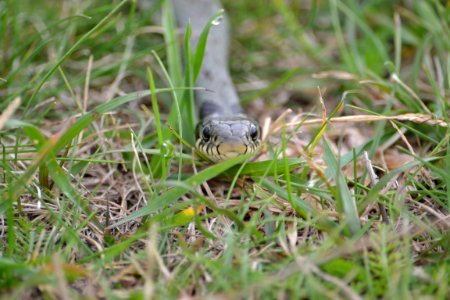 Natrix natrix (11)