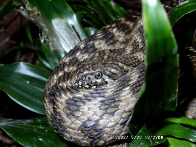 Natrix maura5
