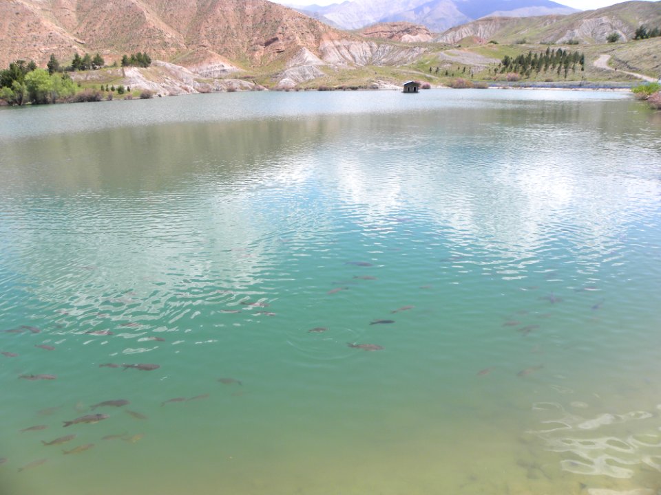 Nature of Nishapur 16