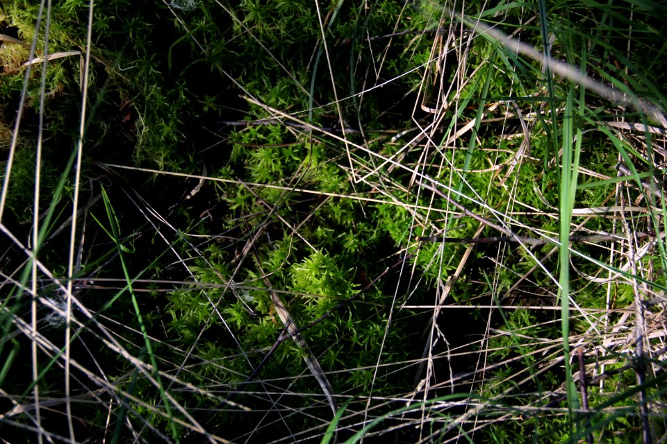 Naturschutzgebiet Loben 10