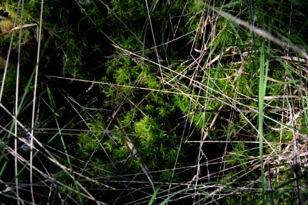 Naturschutzgebiet Loben 10
