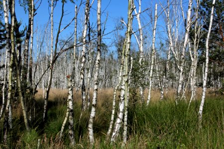 Naturschutzgebiet Loben 19