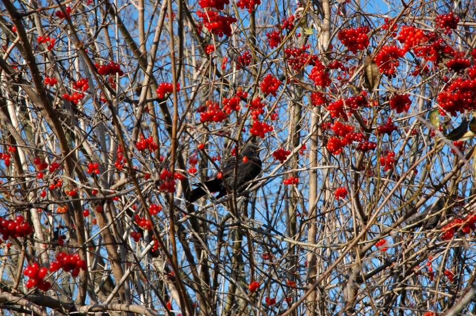 Tree rowanberries songbird