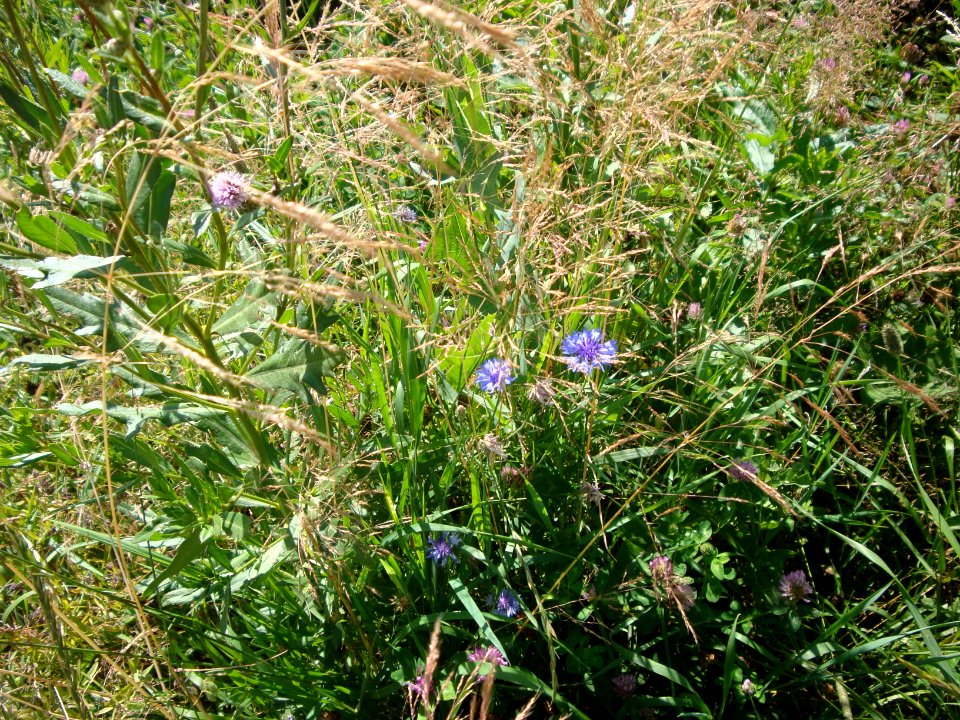 Nature of Minsk - flowers - 26 July 2014 AD