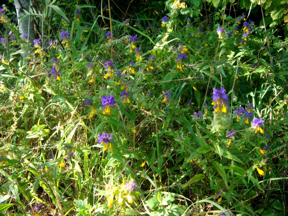 Nature of Minsk - flower Melampyrum nemorosum - 25 July 2015 AD