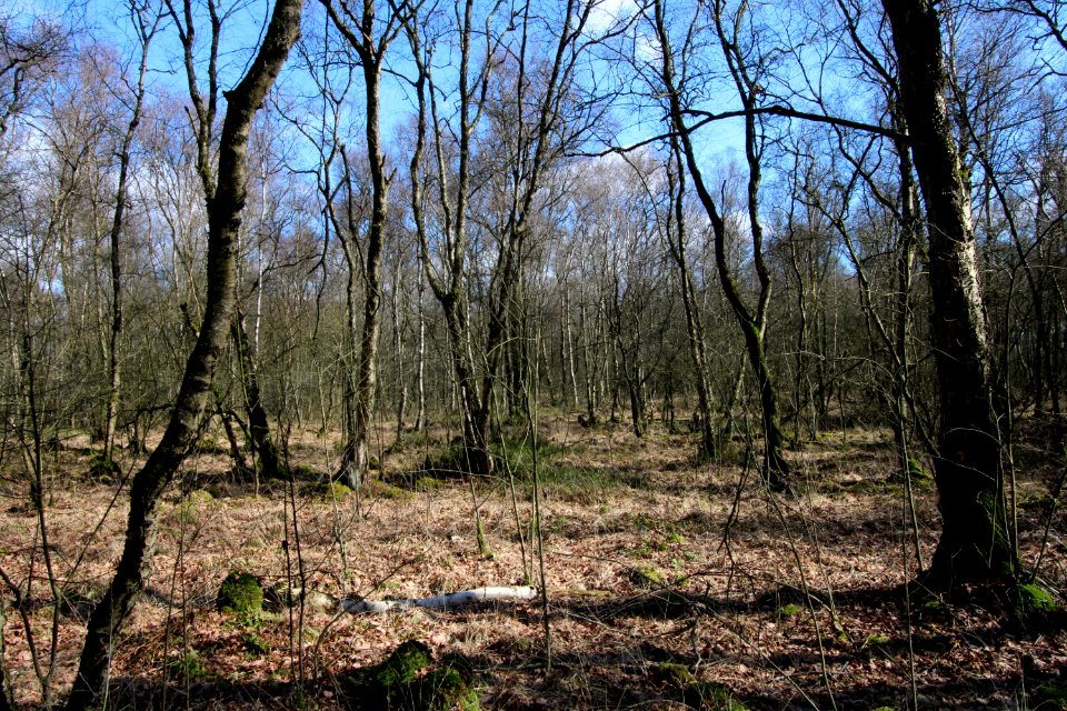 Naturschutzgebiet Fürstenkuhle 04