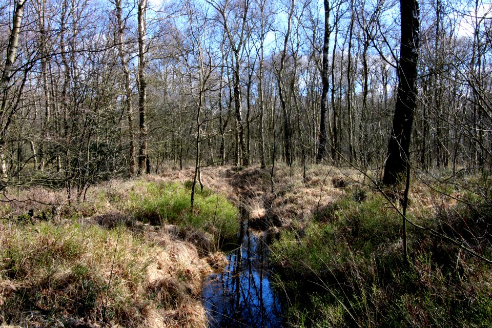 Naturschutzgebiet Fürstenkuhle 06