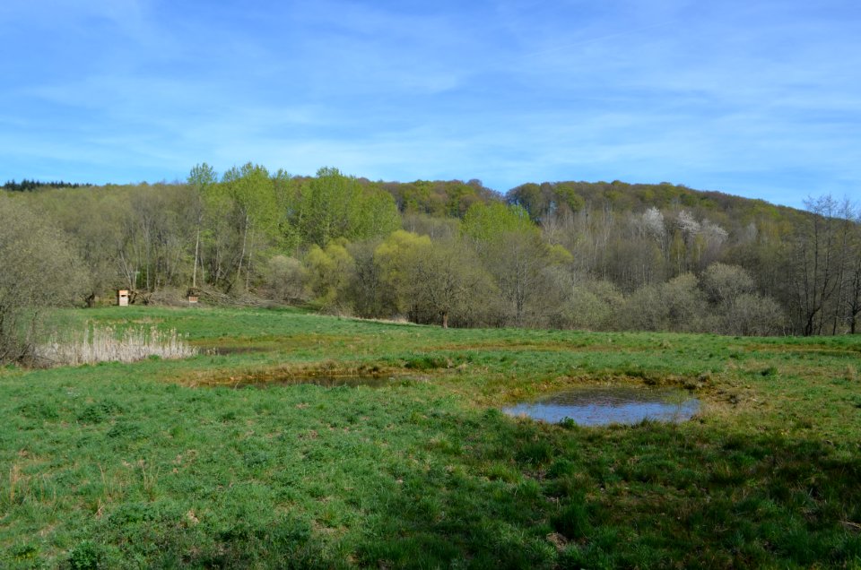 Naturschutzgebiet Hasenwiese (2)