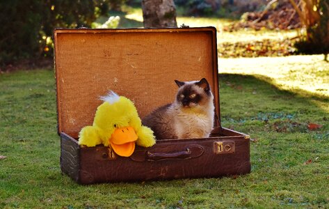 British shorthair duck funny