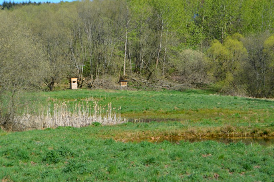 Naturschutzgebiet Hasenwiese (4)