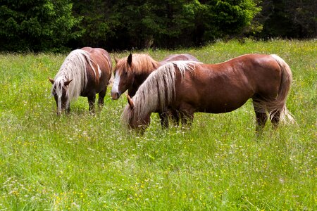 Meadow graze coupling
