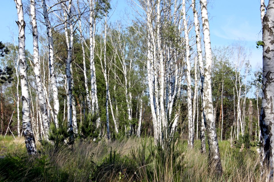 Naturschutzgebiet Loben 14