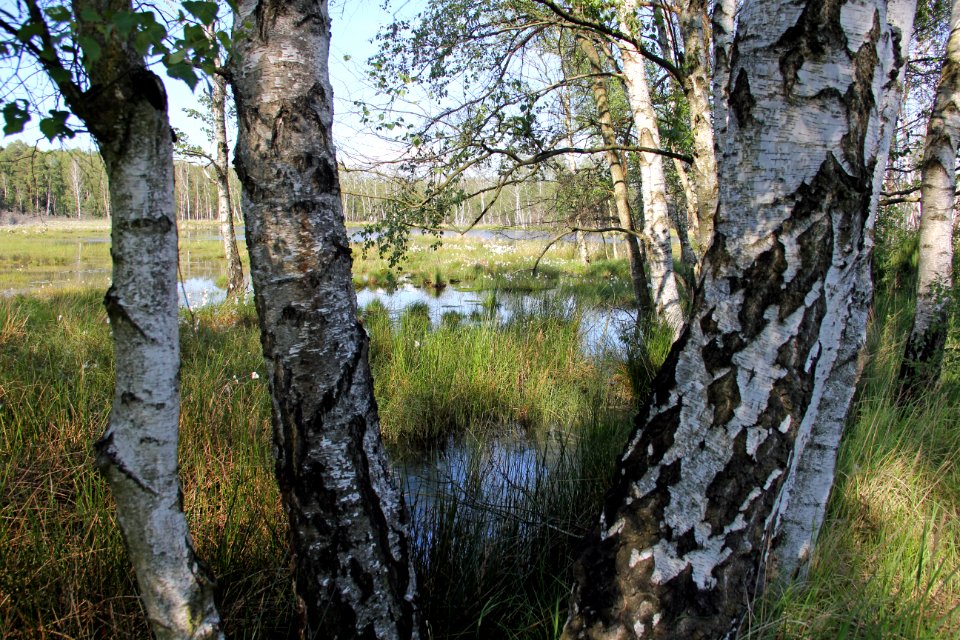 Naturschutzgebiet Loben 7