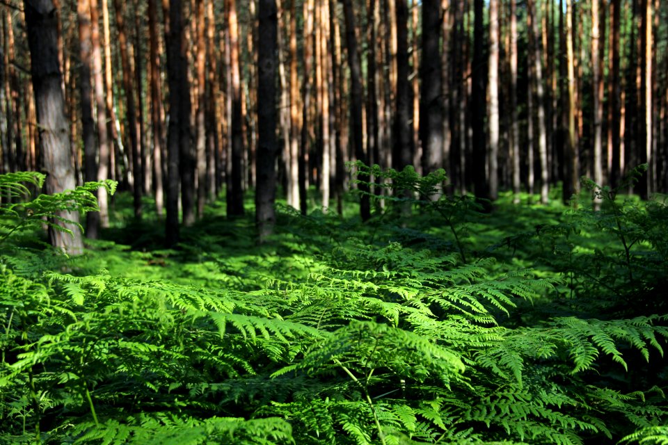 Naturschutzgebiet Loben 22