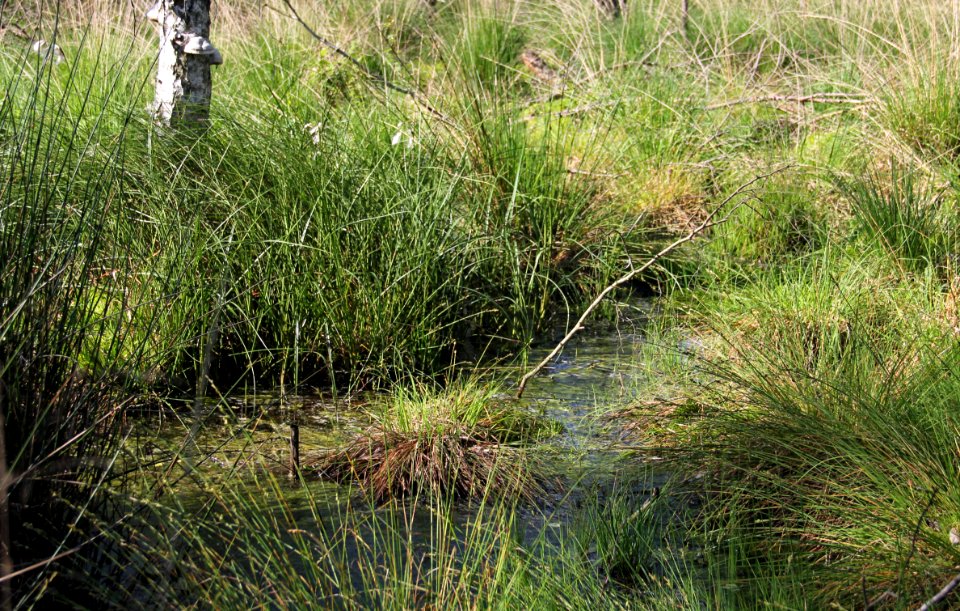 Naturschutzgebiet Loben 6
