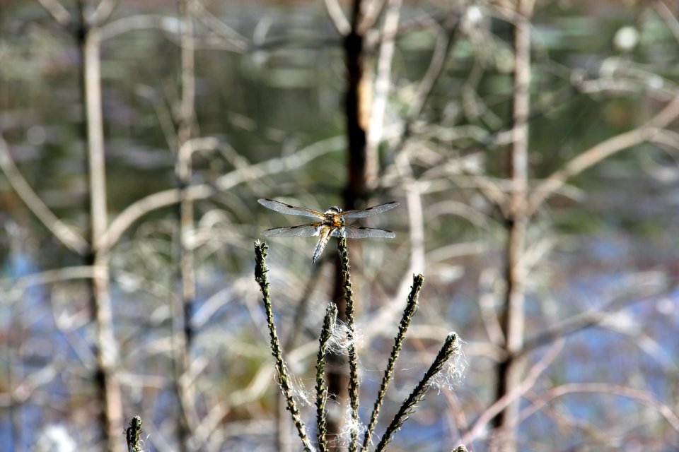 Naturschutzgebiet Loben 17