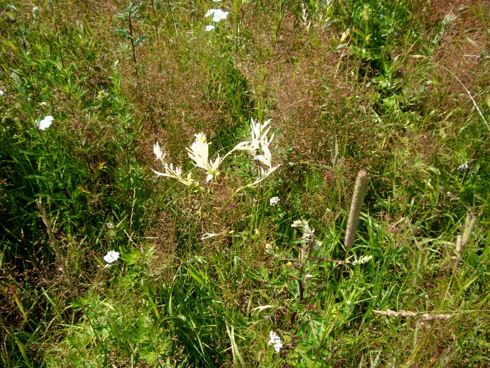 Nature of Minsk - flowers - 20 July 2014 AD