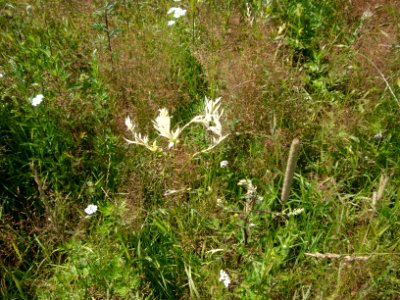 Nature of Minsk - flowers - 20 July 2014 AD