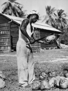 Native opening a coconut. Surinam, Dutch West Indies Surinamer opent een kokosn, Bestanddeelnr 935-1488