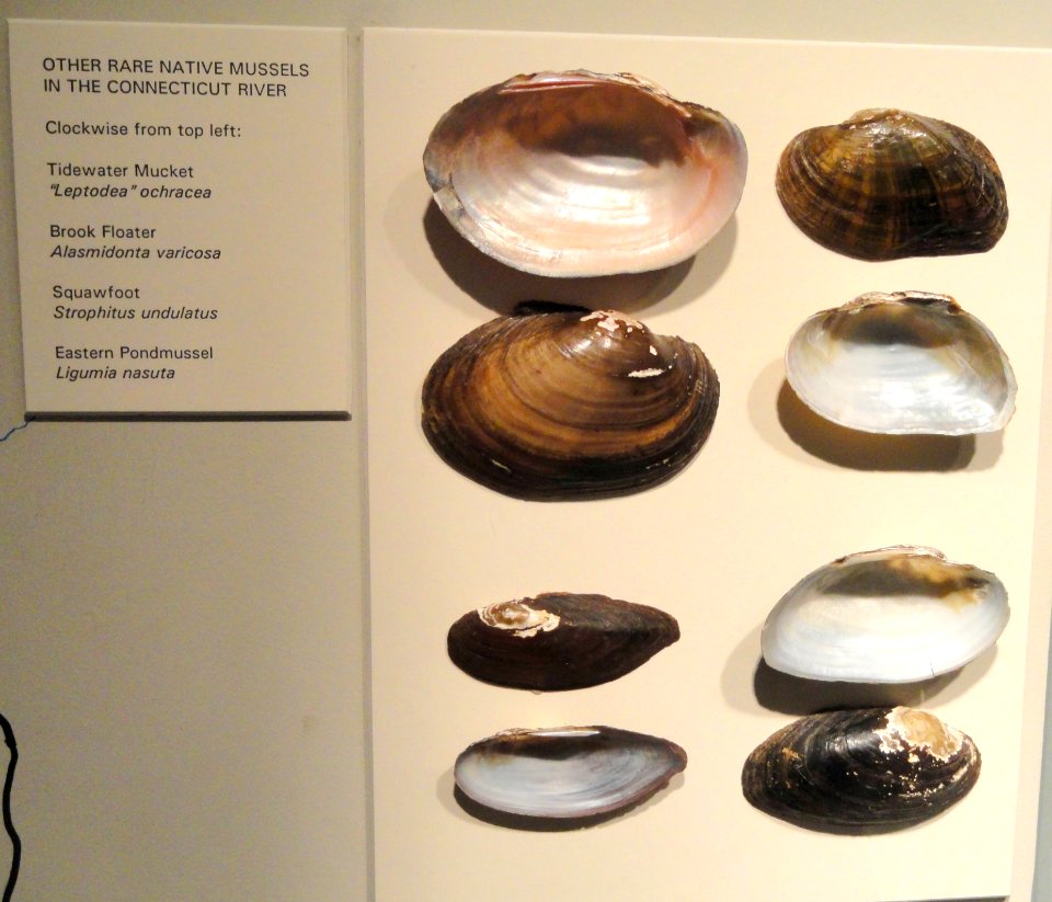 Native mussels of the Connecticut River - Springfield Science Museum - Springfield, MA - DSC03457