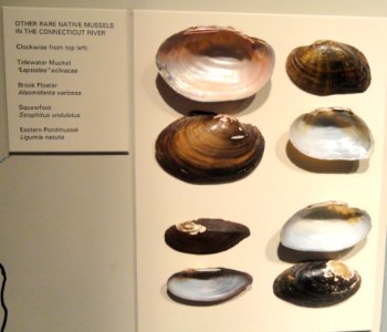 Native mussels of the Connecticut River - Springfield Science Museum - Springfield, MA - DSC03457